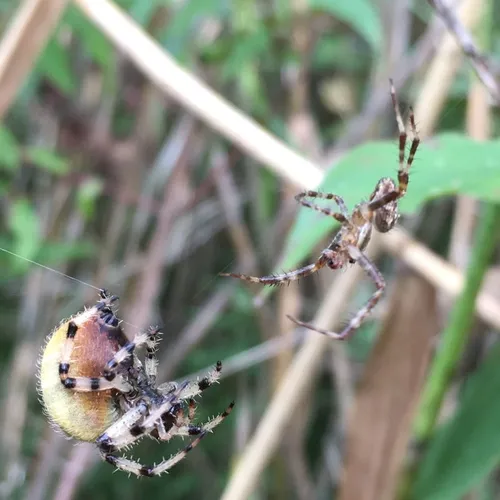Shamrock Orbweaver