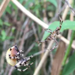 Shamrock Orbweaver thumbnail 1