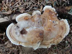 Drab Tooth thumbnail 2