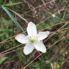 fen grass of Parnassus thumbnail 2