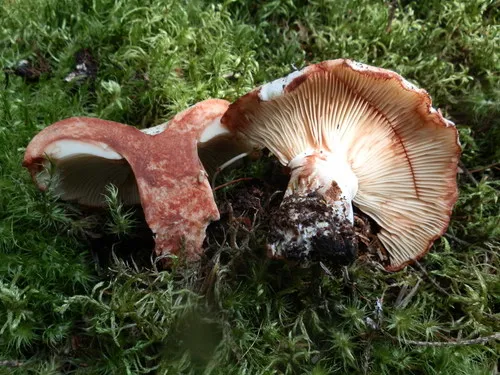 Russula dissimulans