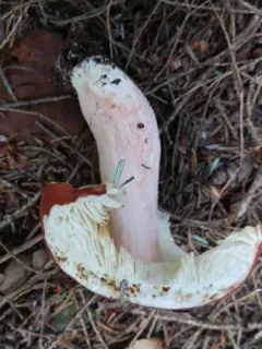 Bloody Brittlegill thumbnail 1