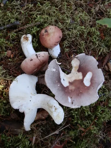 Powdery Brittlegill