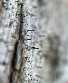 Brown-head Stubble Lichen thumbnail 4