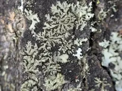 Grainy Shadow-crust Lichen thumbnail 4
