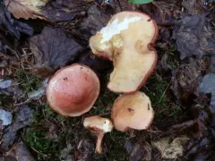 Chalciporus rubinellus thumbnail 2