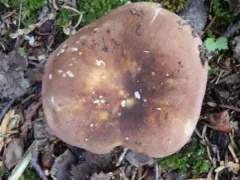 Russula mustelina thumbnail 1