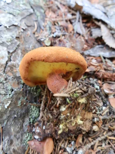Wood Bolete