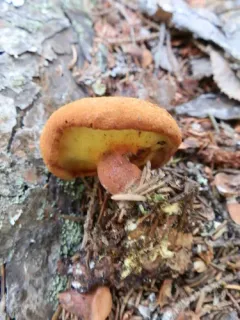 Wood Bolete thumbnail 1