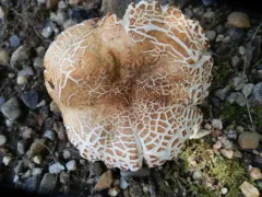 Russula ballouii thumbnail 2