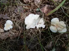 Cuphophyllus angustifolius thumbnail 2