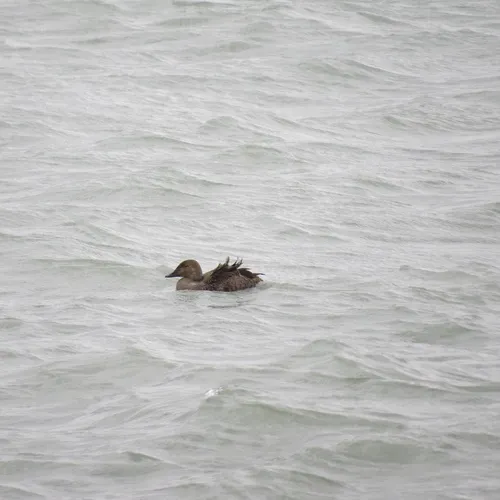 King Eider