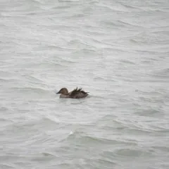 King Eider thumbnail 1