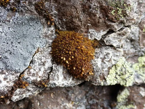 Lewinskya laevigata