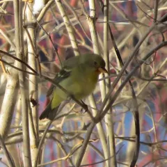 Western Tanager thumbnail 2