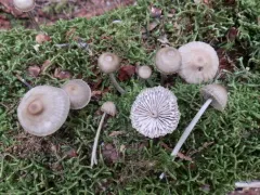 Mycena niveipes thumbnail 2