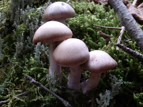Phlegmacium dionysae