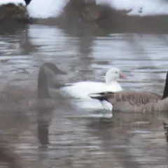 Ross's Goose thumbnail 2