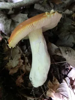 Russula xantho thumbnail 1