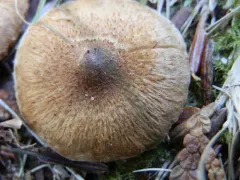 Inocybe dulcamara thumbnail 1