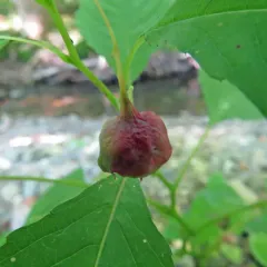Jewelweed Gall Midge thumbnail 2