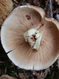 Tricholoma transmutans thumbnail 1