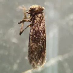 Echmepteryx hageni thumbnail 2