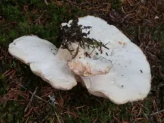 Albatrellopsis confluens thumbnail 1