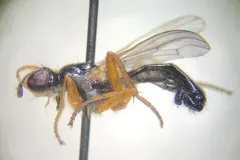 Cordilura polita thumbnail 1