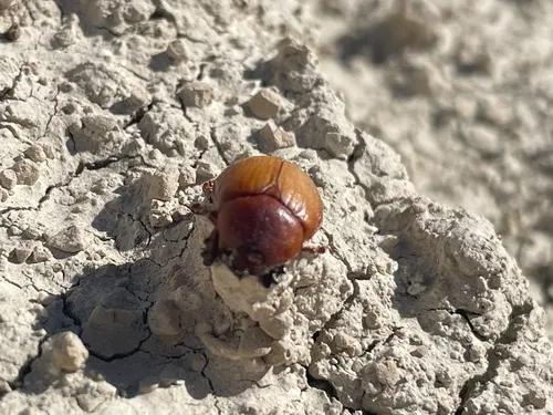 Orizabus pyriformis