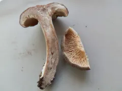 Lactarius hibbardiae thumbnail 1