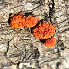 orange hobnail canker thumbnail 4
