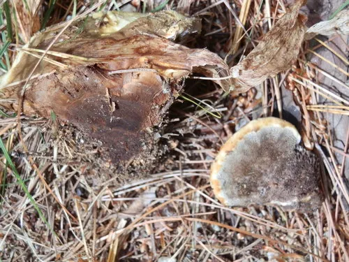 Onnia leporina