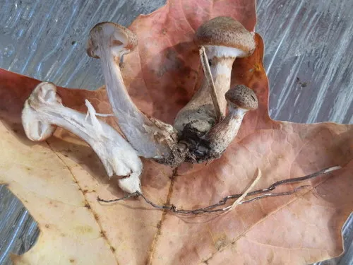 Armillaria gemina