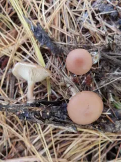 Clitocybe diatreta thumbnail 1