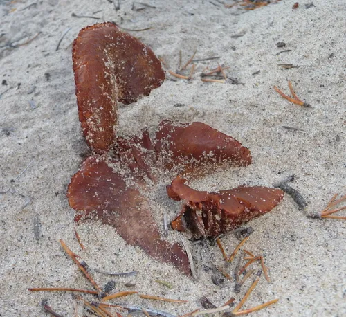 sand deceiver