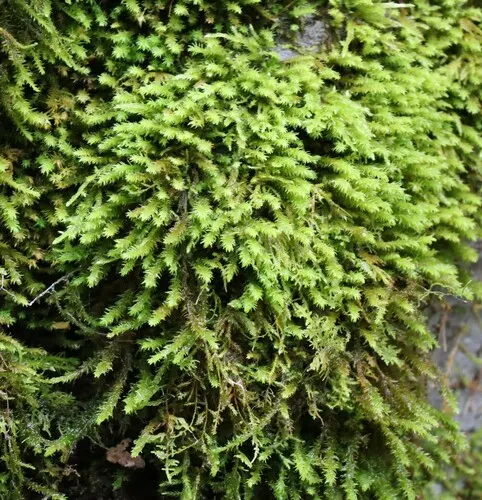 Rambling Tail-moss