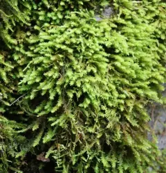 Rambling Tail-moss thumbnail 1