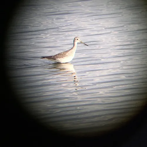 Greater Yellowlegs