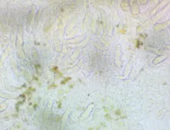 Rosy Crust thumbnail 3
