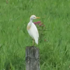 Western Cattle-Egret thumbnail 2
