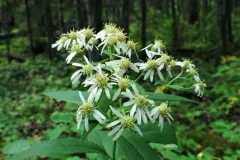 flat-top white aster thumbnail 5