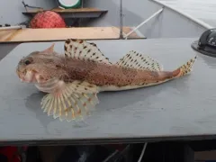 Threaded Sculpin thumbnail 2