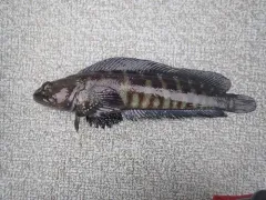 Alaskan Ronquil thumbnail 3