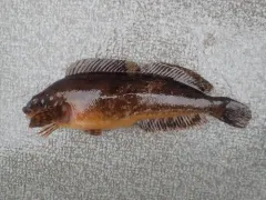 Masked Greenling thumbnail 3
