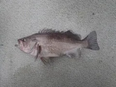Dark Dusky Rockfish thumbnail 2