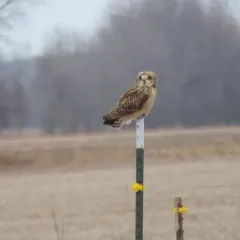 Short-eared Owl thumbnail 3
