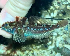 Fluffy Sculpin thumbnail 2