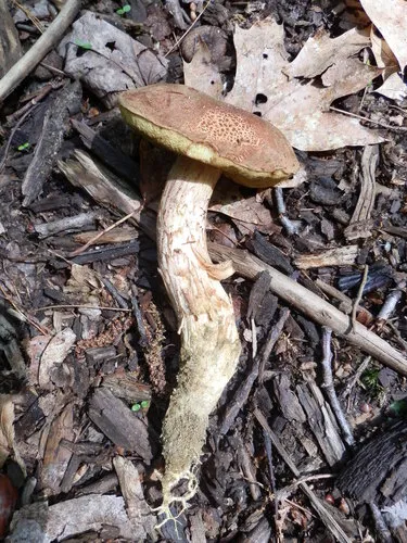 rusty bolete
