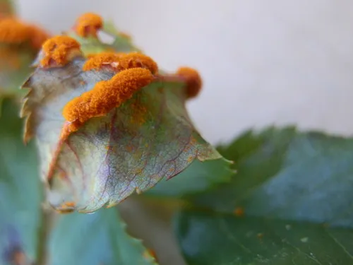 Phragmidium mucronatum